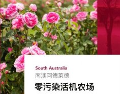 澳洲高端美妝品牌Jurlique茱莉蔻，成功入駐圣悅詩(shī)國(guó)際連鎖系統(tǒng)